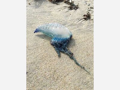 Group Pushes Name Change for Portuguese Man-of-War