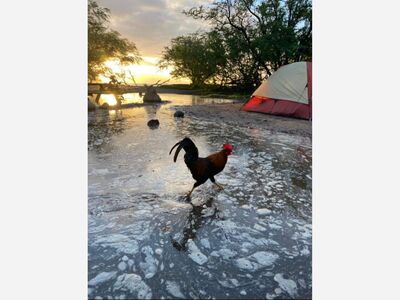 Tsunami Displaces Chicken Encampment in Olowalu