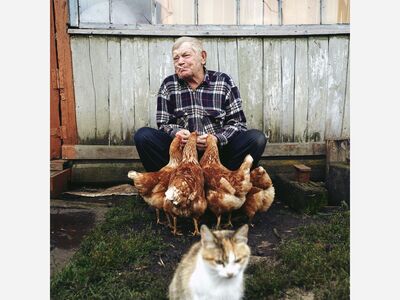 Chicken Control Plan Rekindles Debate: Wild Fowl or Feral Cats First?