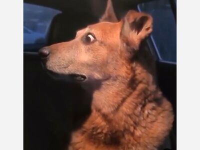 Dog's Face Frozen Dangerously During Ride on Road to Hana