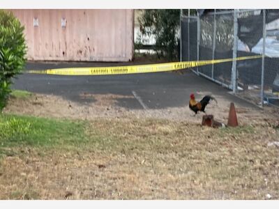 (NEW) READERS' SUBMISSION: Rooster Arrested for Contaminating Police Crime Scene in Kahului