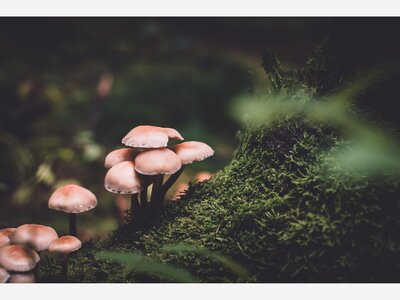 Magic Mushroom Boom to Combat Inflation on Maui?