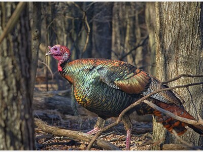 Killer Turkey on the Prowl in Upcountry Maui?