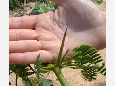 Kiawe Thorns from Maui Proposed to Combat Spy Balloons