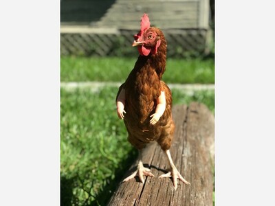 Armed Wild Chickens Sighted in Upcountry Maui